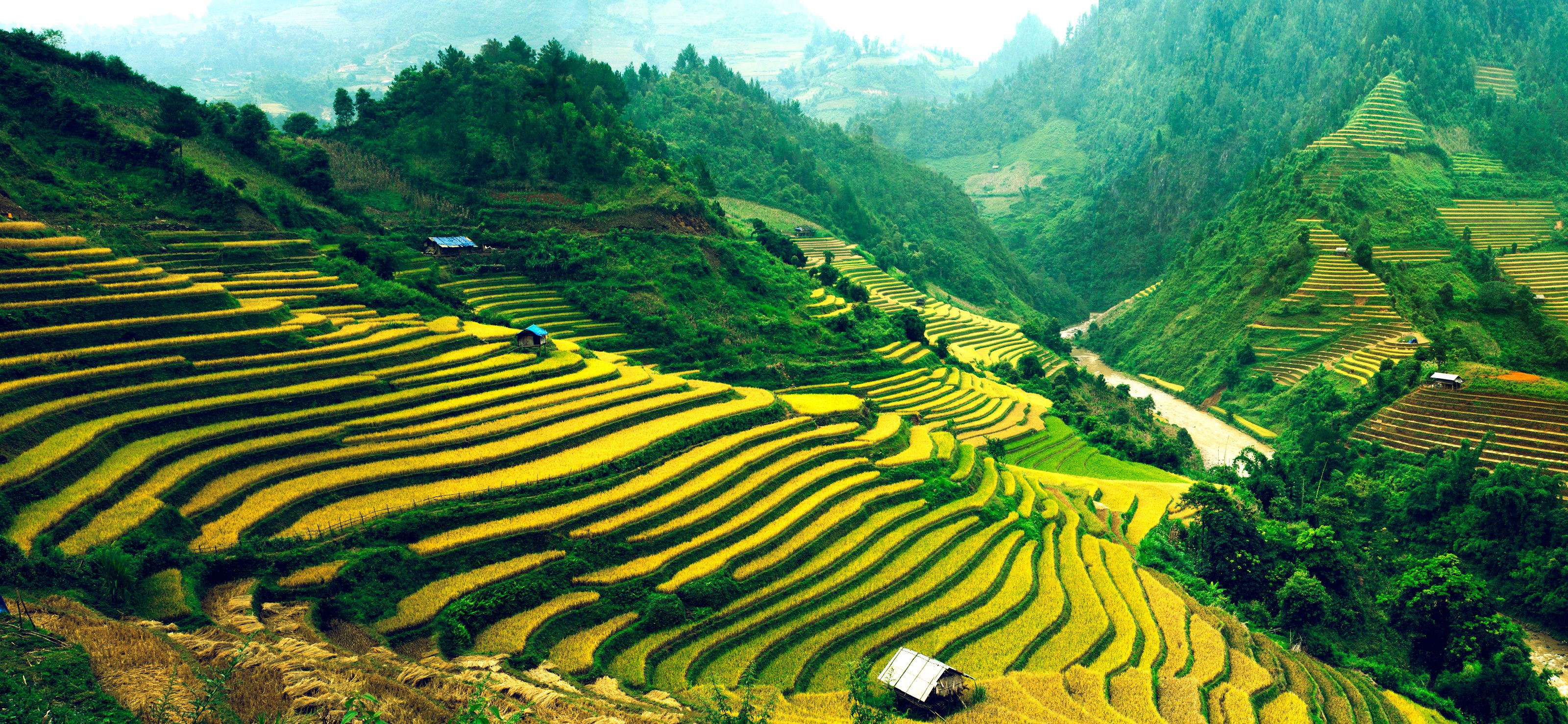 Rice Terraces in  Vietnam