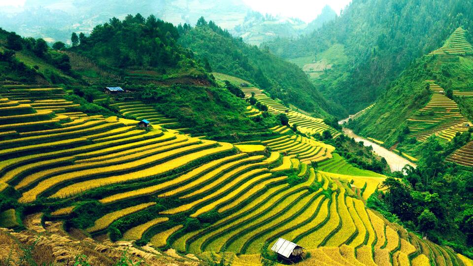 Rice Terraces in Vietnam