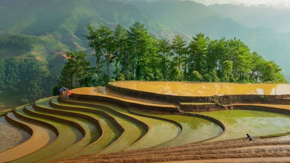 Terraced fields and forest ridge