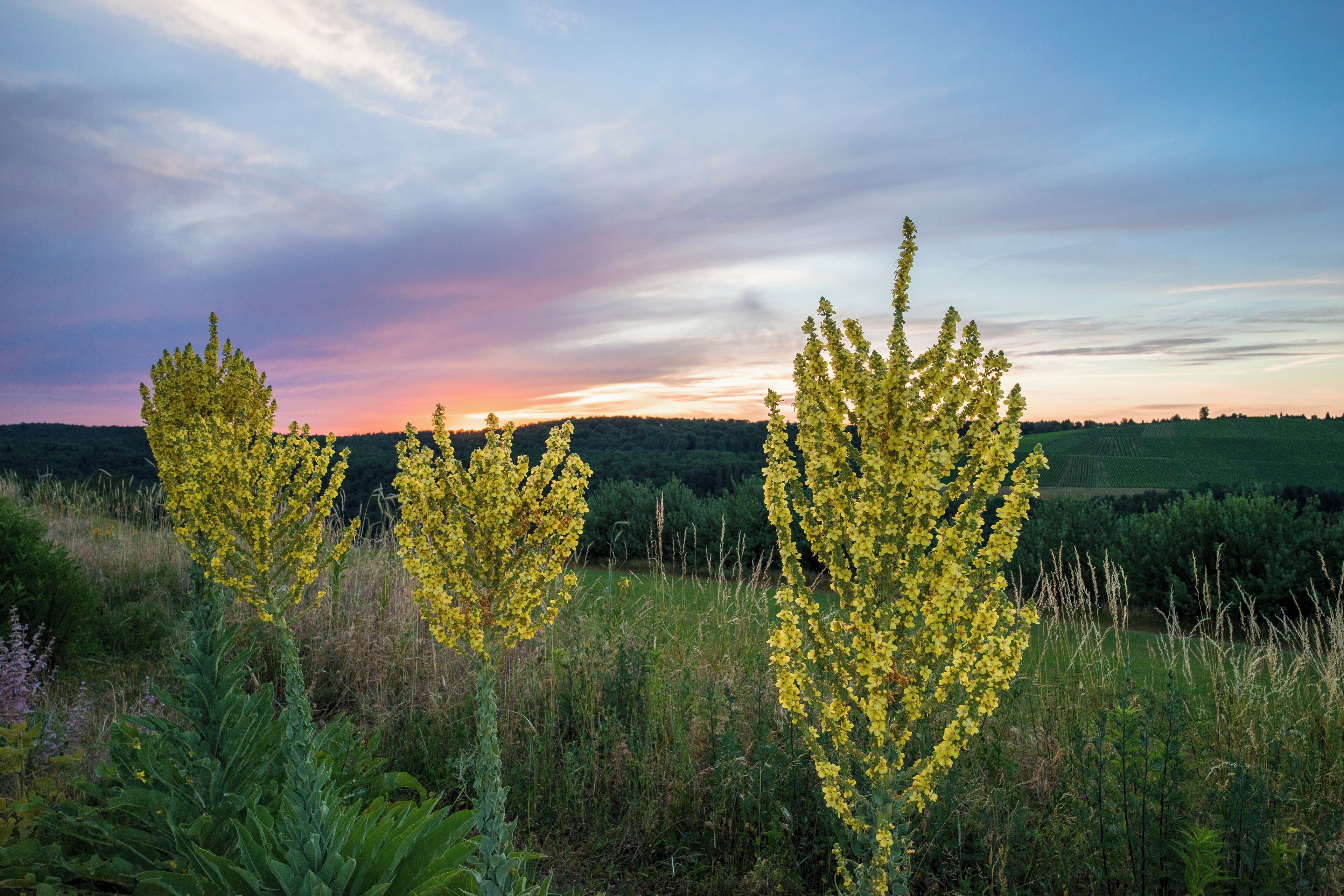 Landschaftsschutzgebiet „Schmidbachtal – Oberes Bottwartal mit Seitentälern und umgebenden Gebietsteilen“ (Schutzgebiets-Nr. 1.25.022) bei Beilstein: Blick bei Sonnenuntergang von der Anhöhe nördlich von Billensbach über das obere Schmidbachtal. Im Vordergrund blühende Königskerzen, im Hintergrund die Anhöhen und Weinberge bei Etzelnswenden.
