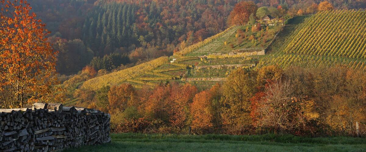 A vineyard on a hillside with autumn foliage.