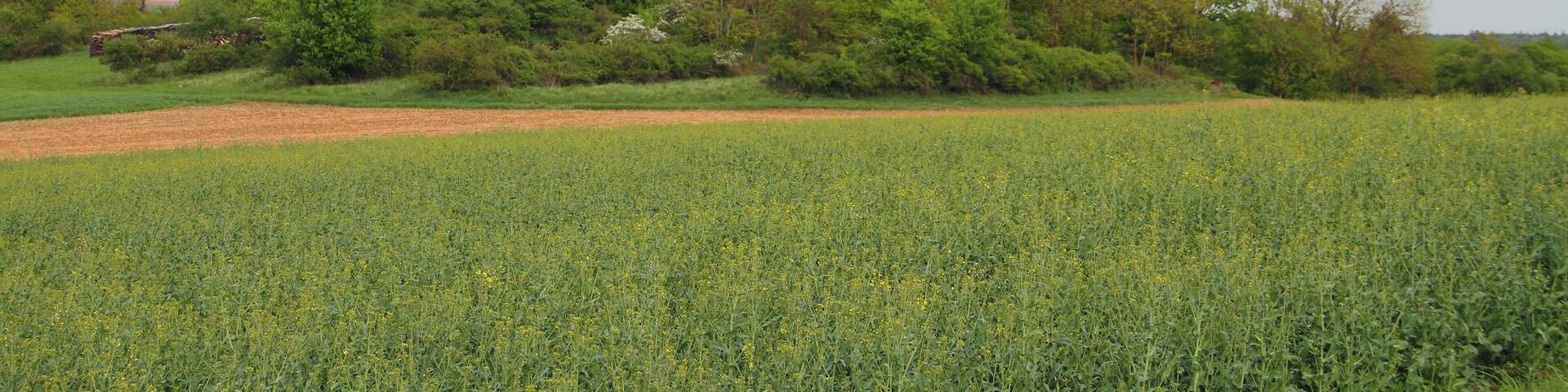Das Feldgehölz am Signal Herrgottsfeld Pfad, Stutz in Creglingen ist als Naturdenkmal eingetrage. SGNr. 81280200039.