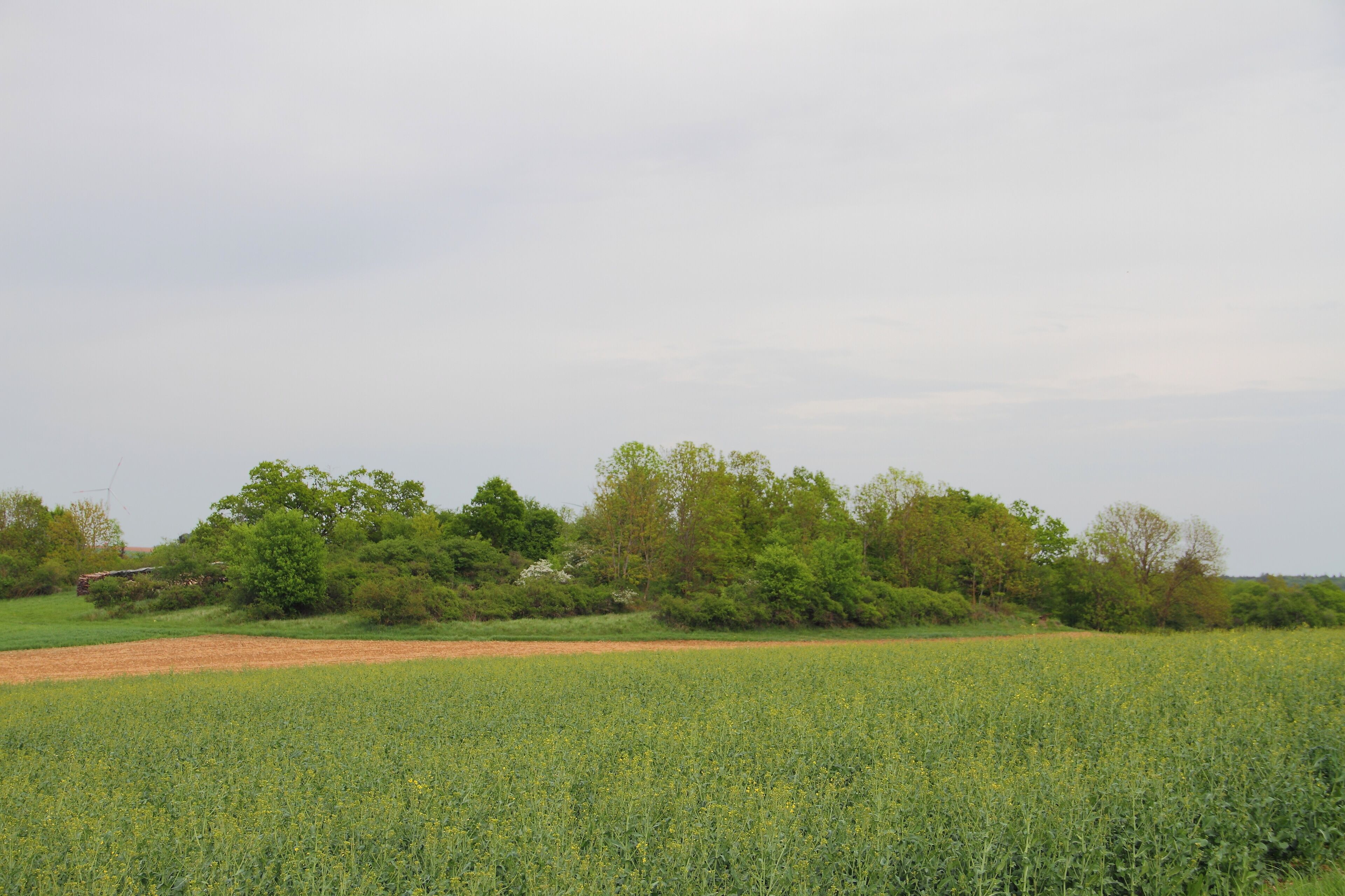 A field of yellow flowers with a line of trees in the background.
