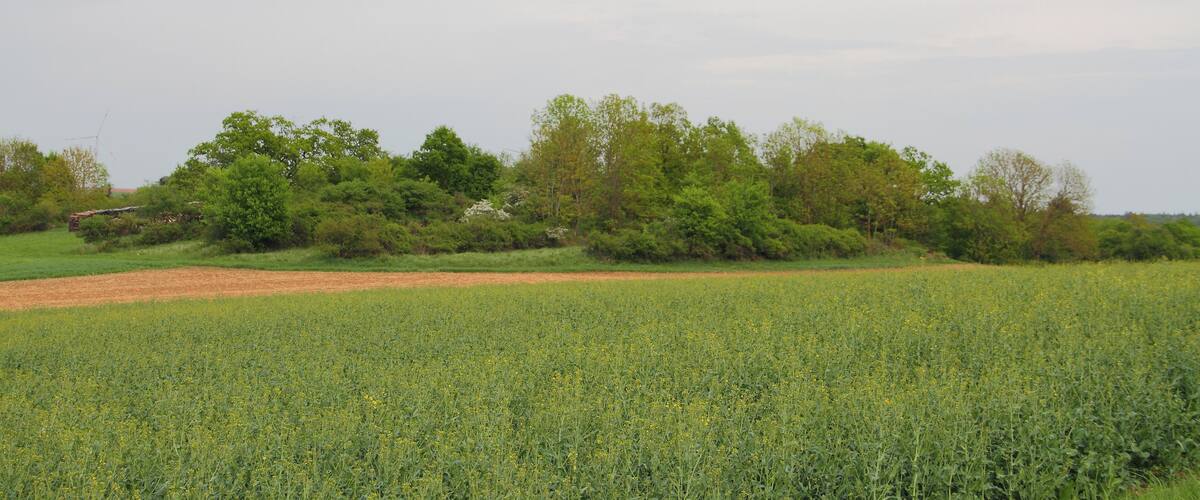 A field of yellow flowers with a line of trees in the background.