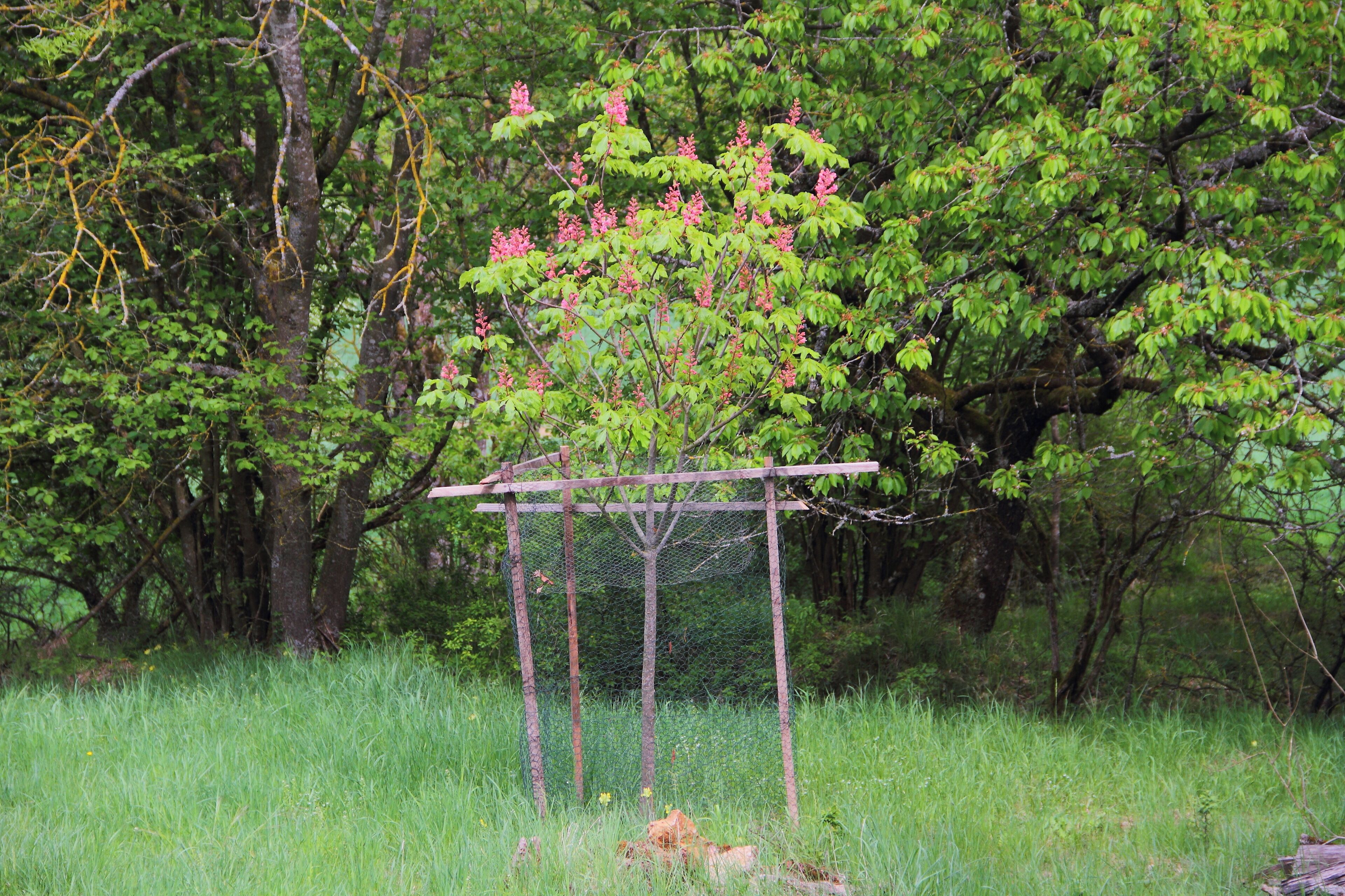 Das Feldgehölz am Signal Herrgottsfeld Pfad, Stutz in Creglingen ist als Naturdenkmal eingetrage. SGNr. 81280200039.