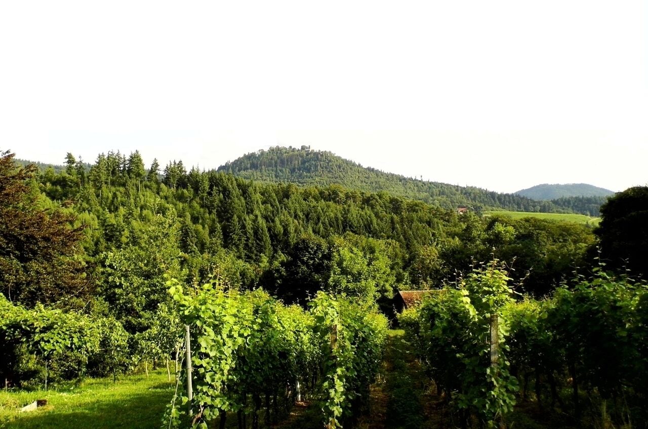A vineyard with rows of grapevines, a forested hill, and a distant mountain range.