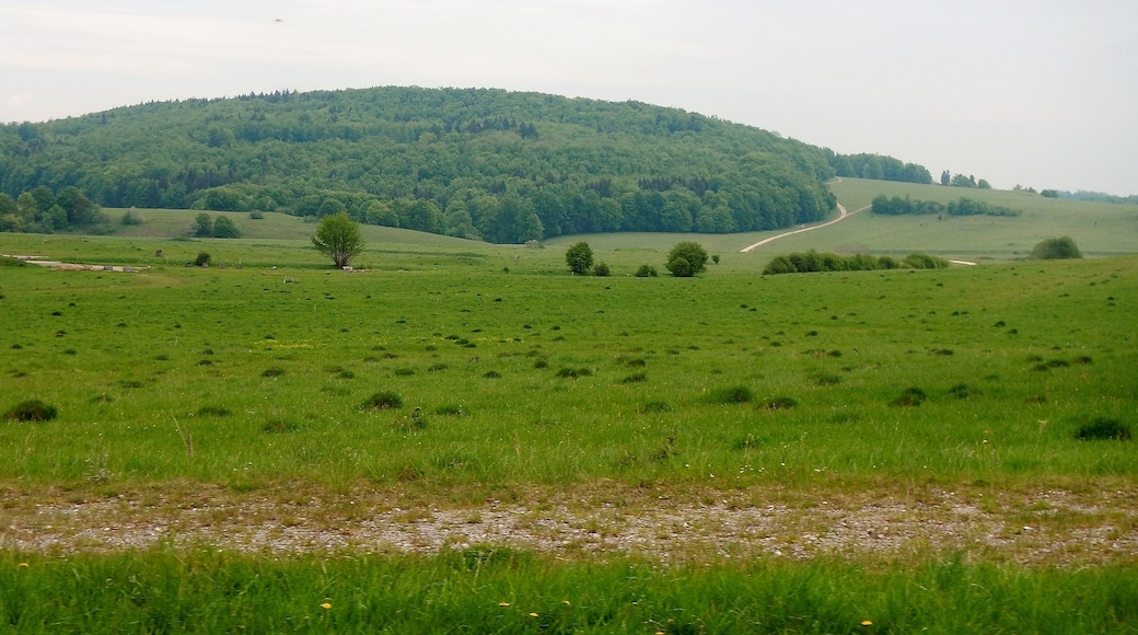 Herzstück des Biosphärengebiets der schwäbischen Alb: Der ehemalige Truppenübungsplatz Münsingen im sogenannten Münsinger Hardt