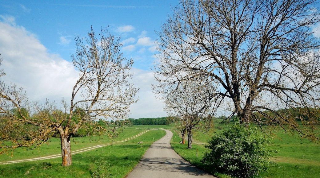 Herzstück des Biosphärengebiets der schwäbischen Alb: Der ehemalige Truppenübungsplatz Münsingen im sogenannten Münsinger Hardt: Weg 5