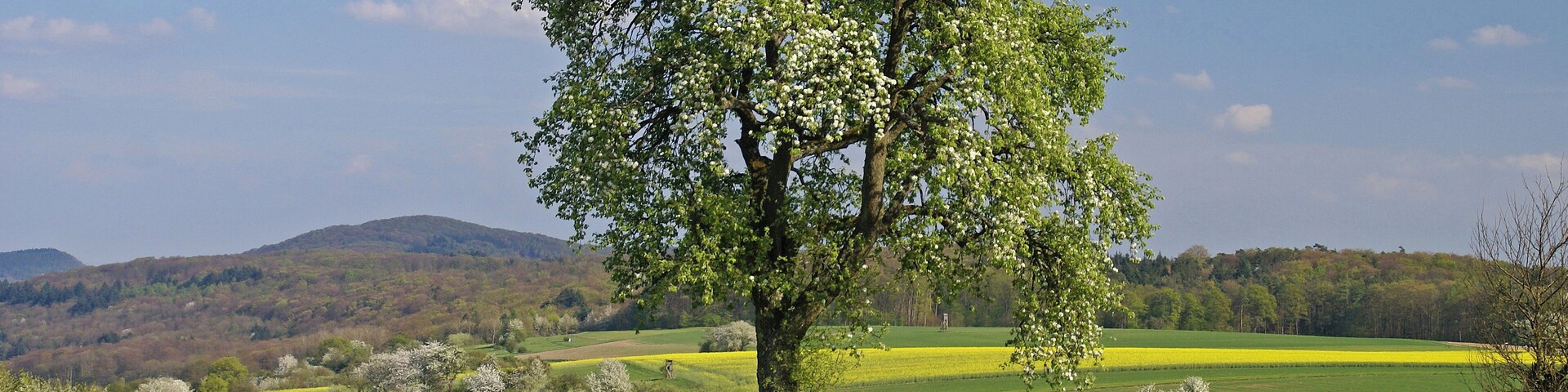 Un árbol en un campo con una colina al fondo.