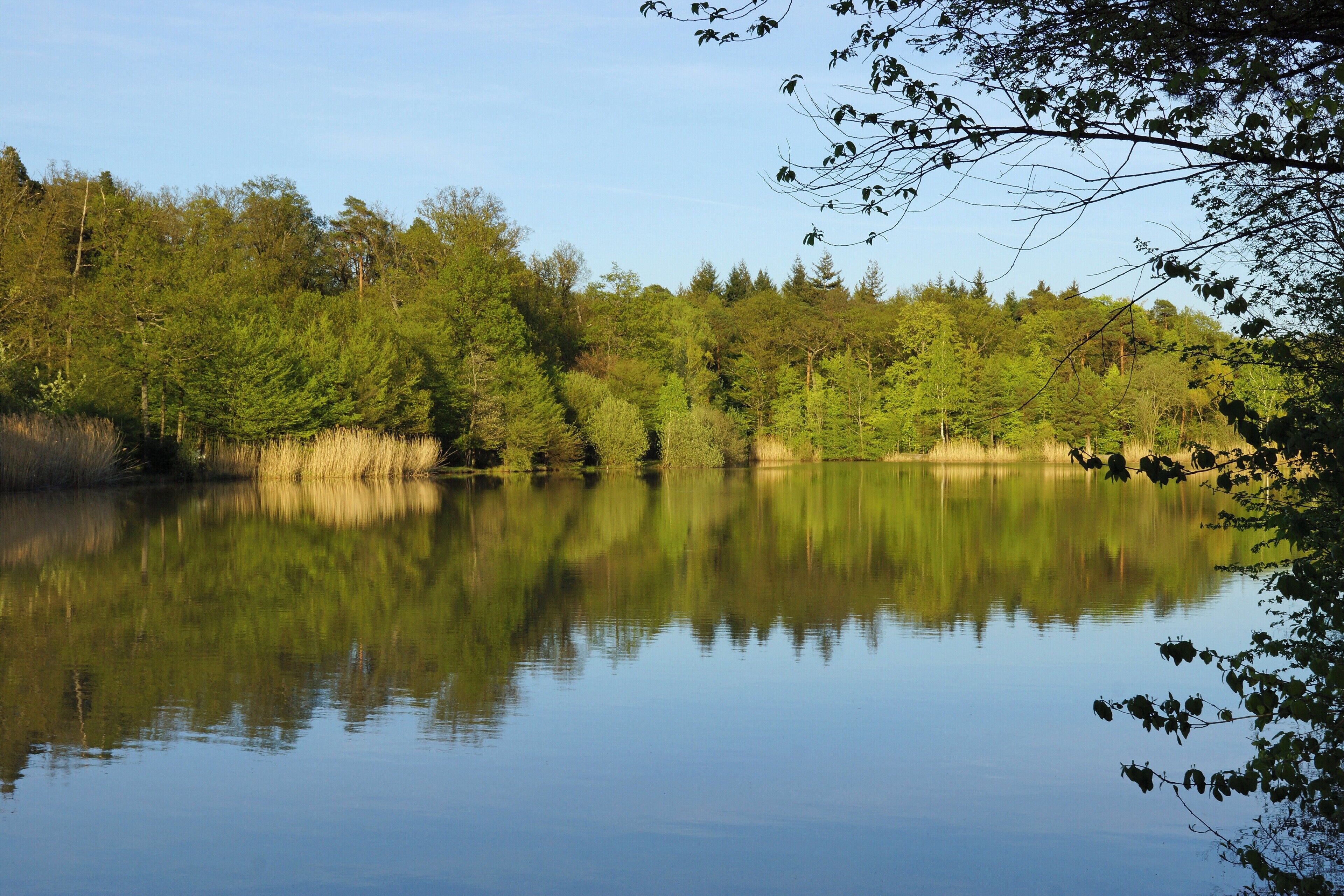 A calm lake surrounded by dense forest.