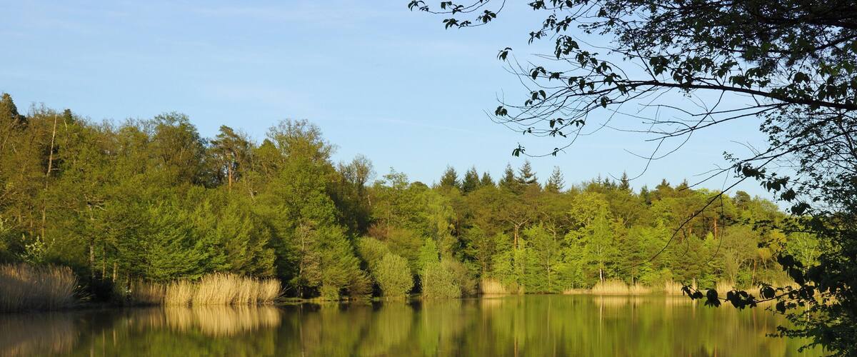 A calm lake surrounded by dense forest.