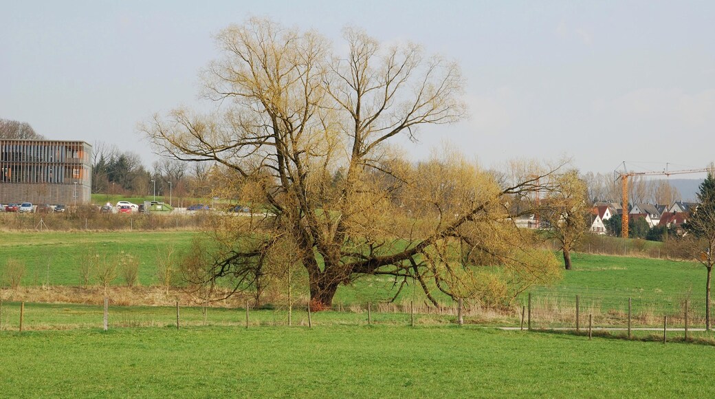 Baum am Rombach