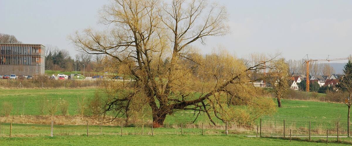 A large tree in a grassy field with a modern building in the background.