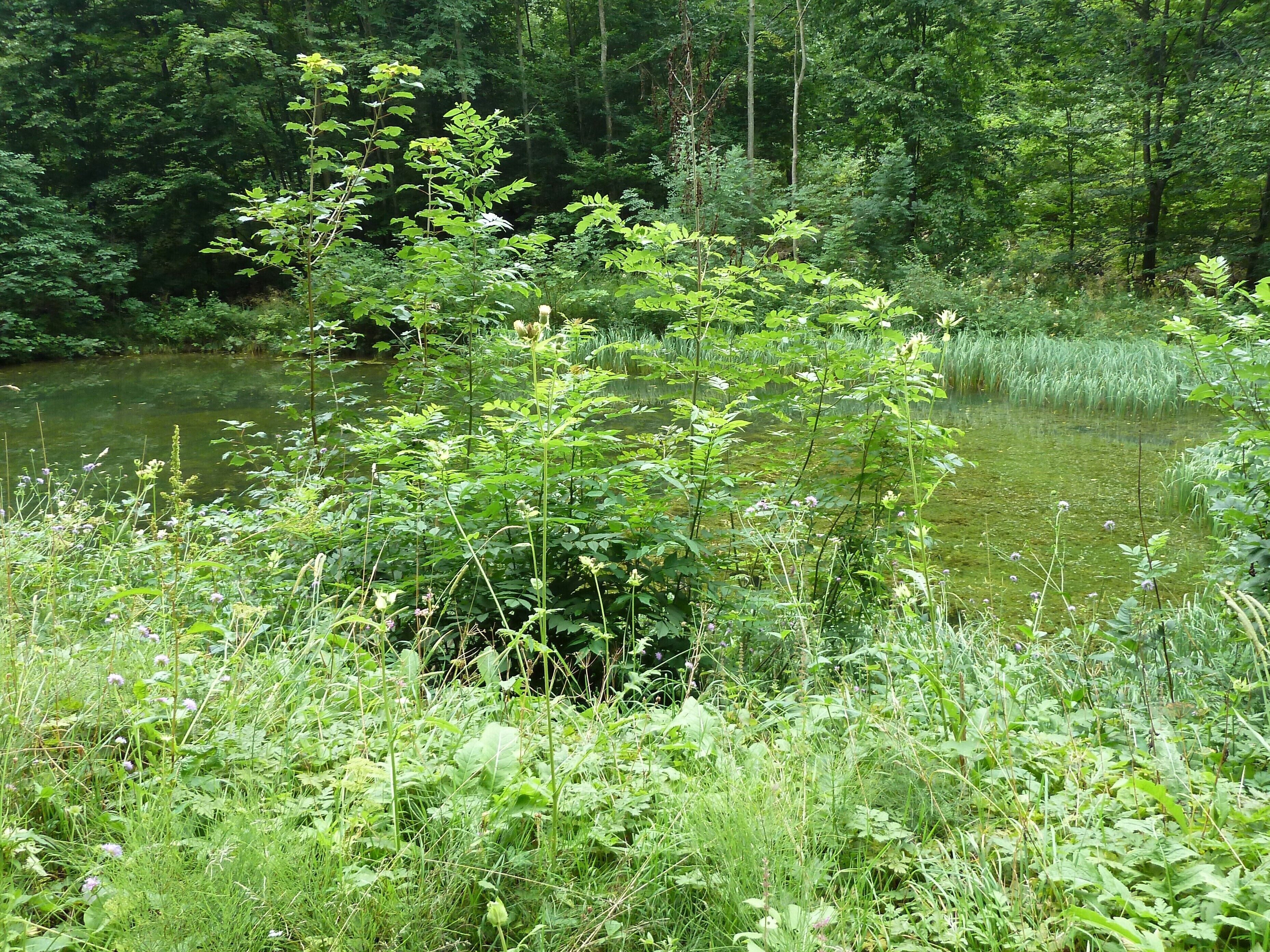 (LSG:BW-4.25.140)_Ehingen, Wandergebiet beim Schloss Mochental