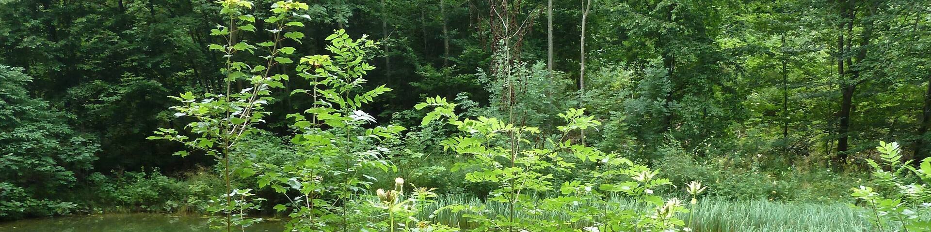 (LSG:BW-4.25.140)_Ehingen, Wandergebiet beim Schloss Mochental