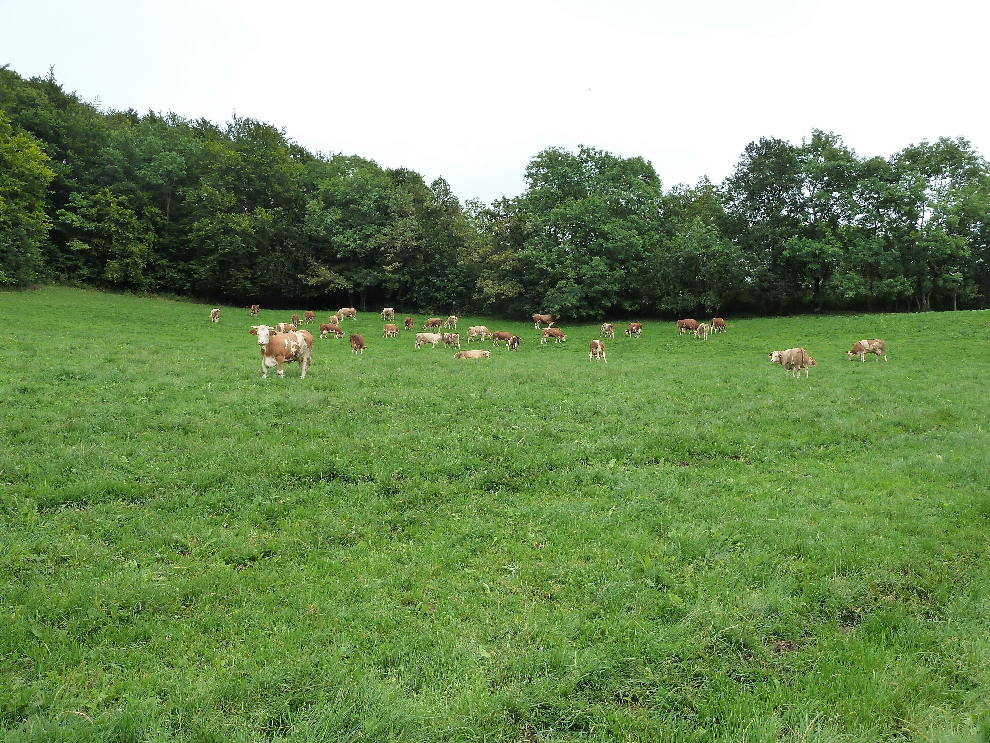 (LSG:BW-4.25.140)_Ehingen, Wandergebiet beim Schloss Mochental