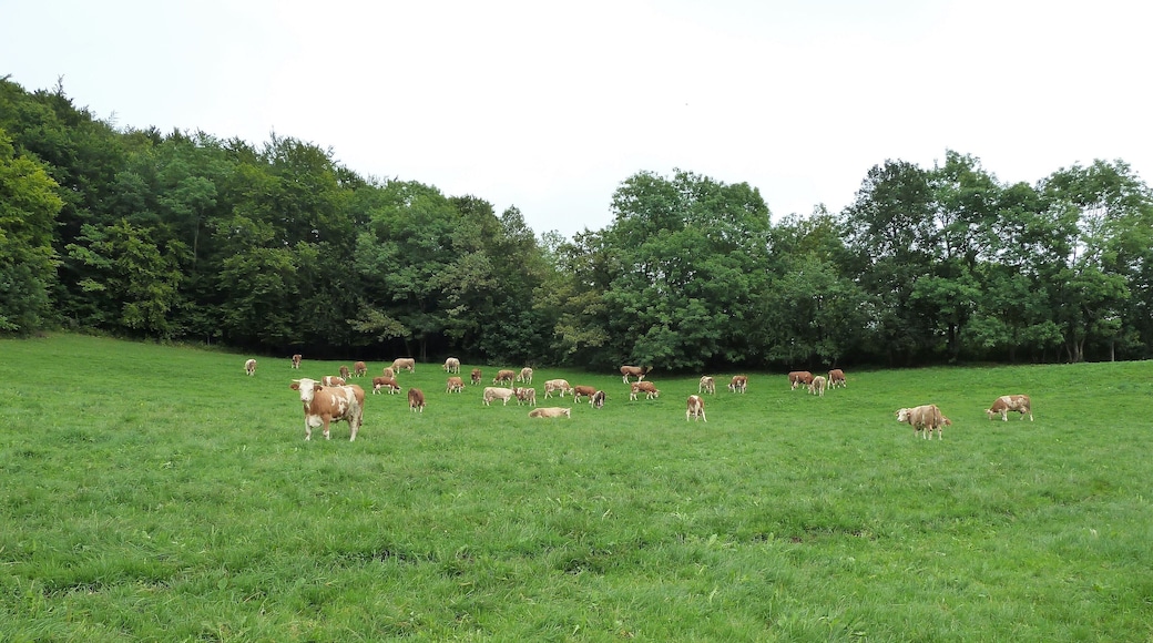 (LSG:BW-4.25.140)_Ehingen, Wandergebiet beim Schloss Mochental