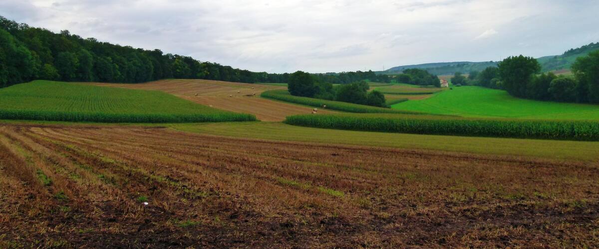 A rural landscape with fields, hedgerows, and a distant building.