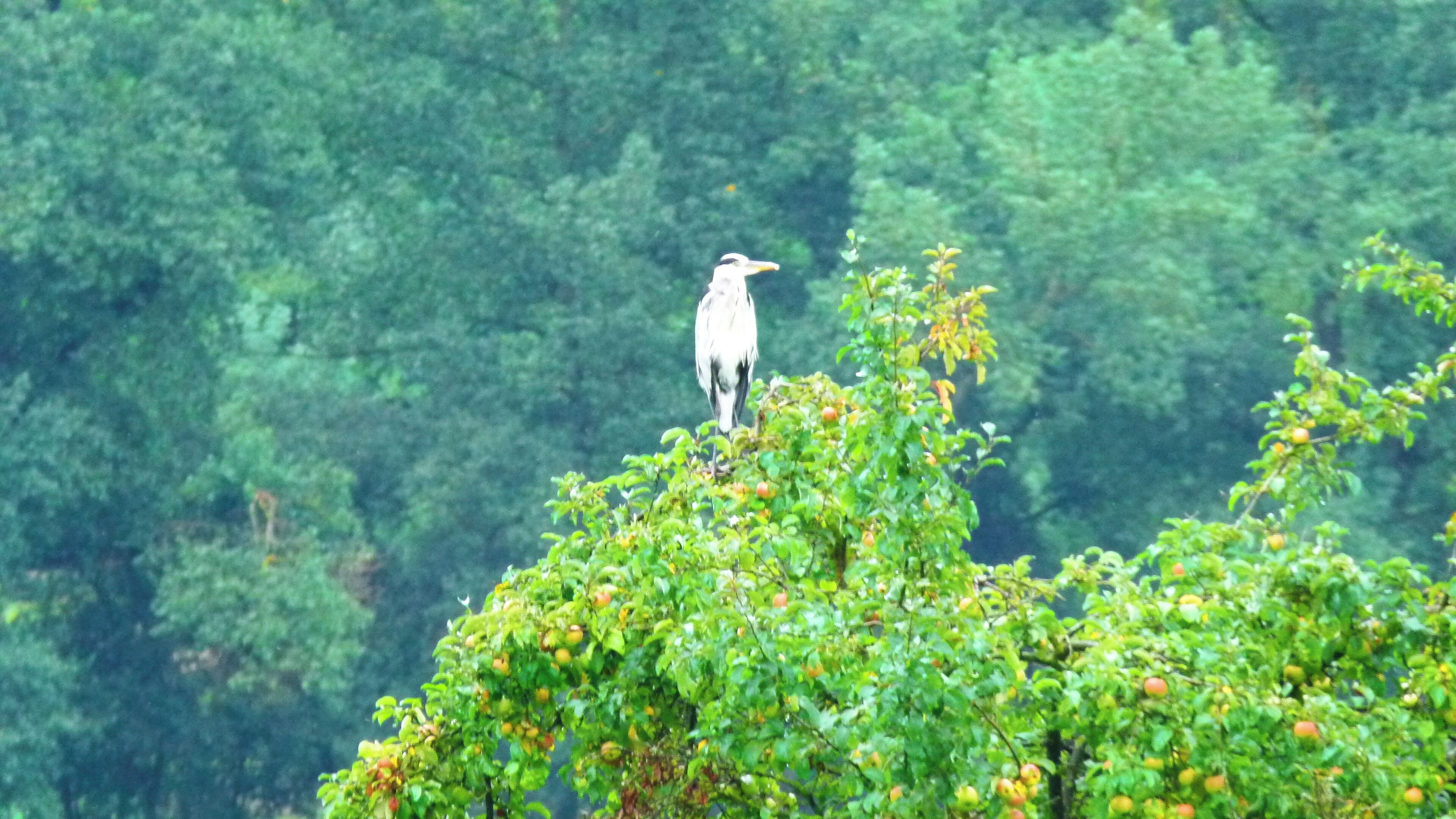 He Does'nt Like Apples