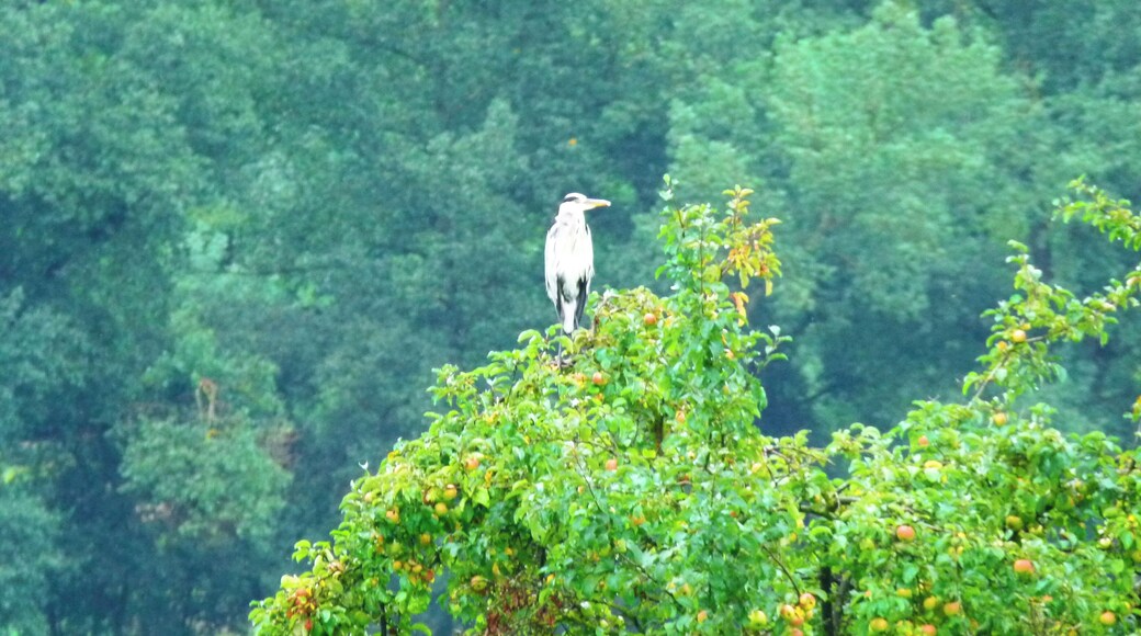 He Does'nt Like Apples