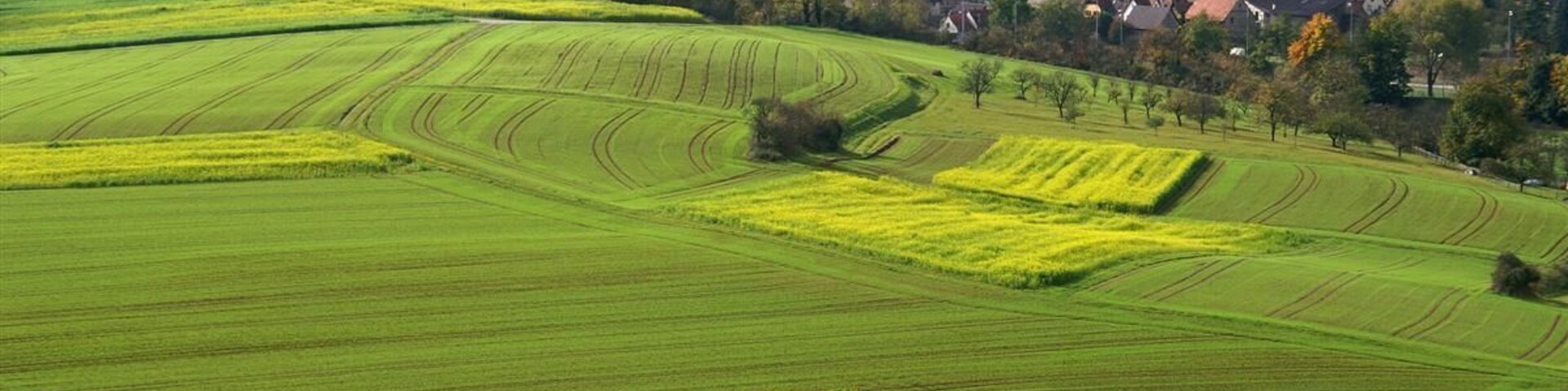 Rapsfelder bei Mühlhausen