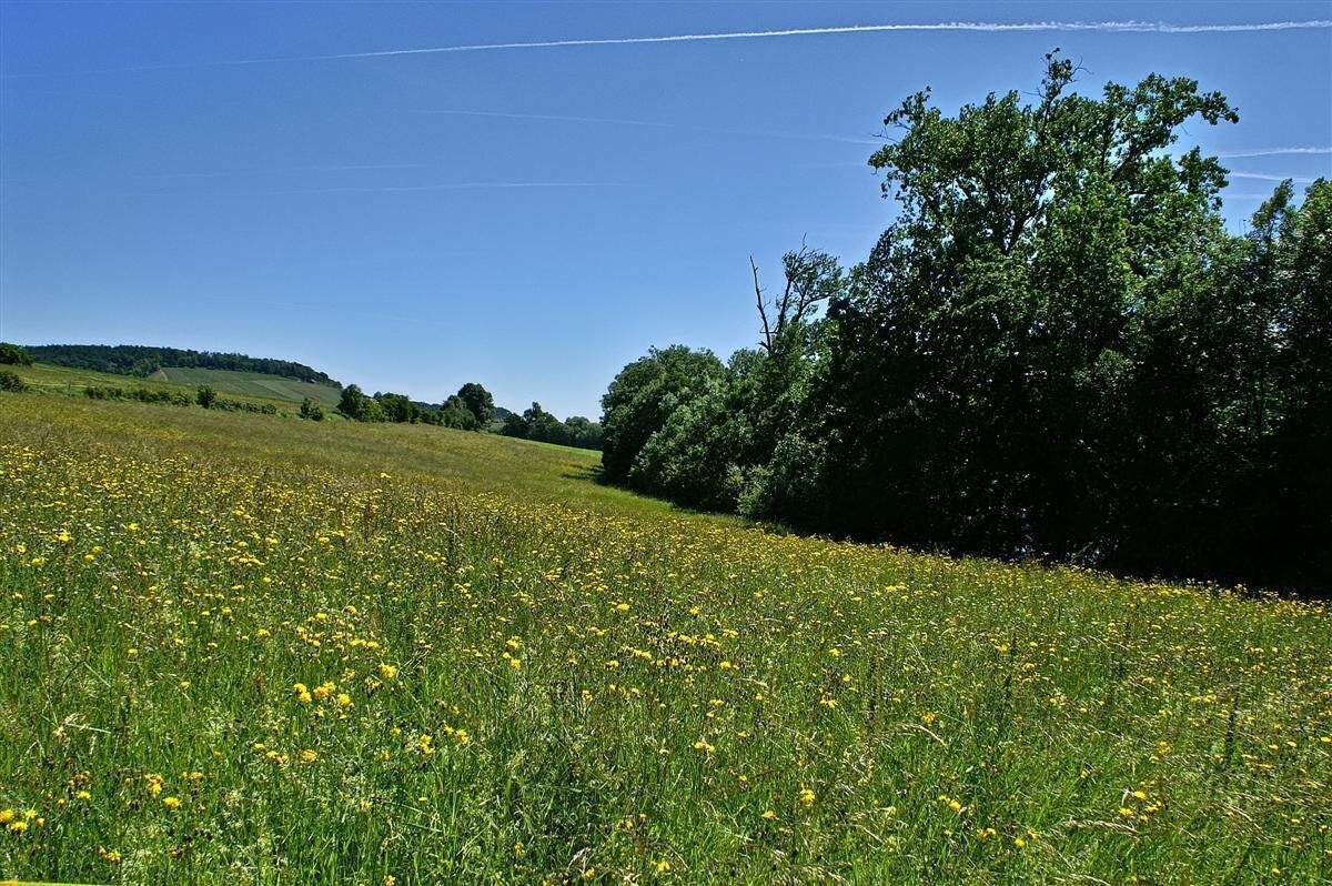 Blumenwiese am Aalkistensee