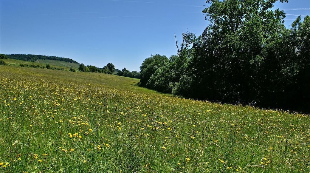 Blumenwiese am Aalkistensee