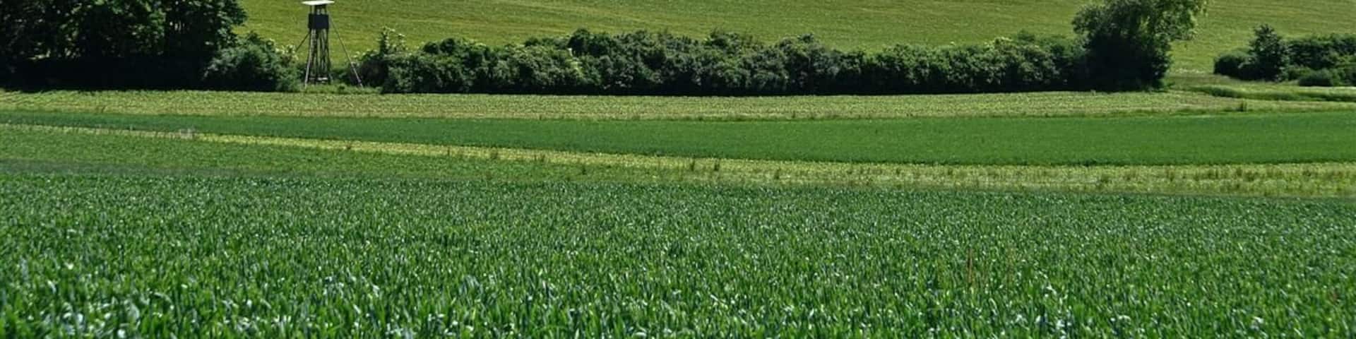 Elfinger Hof und Maulbronn 2