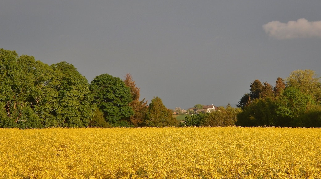 Rapsfeld bei Schmieh und Blick nach Neubulach?