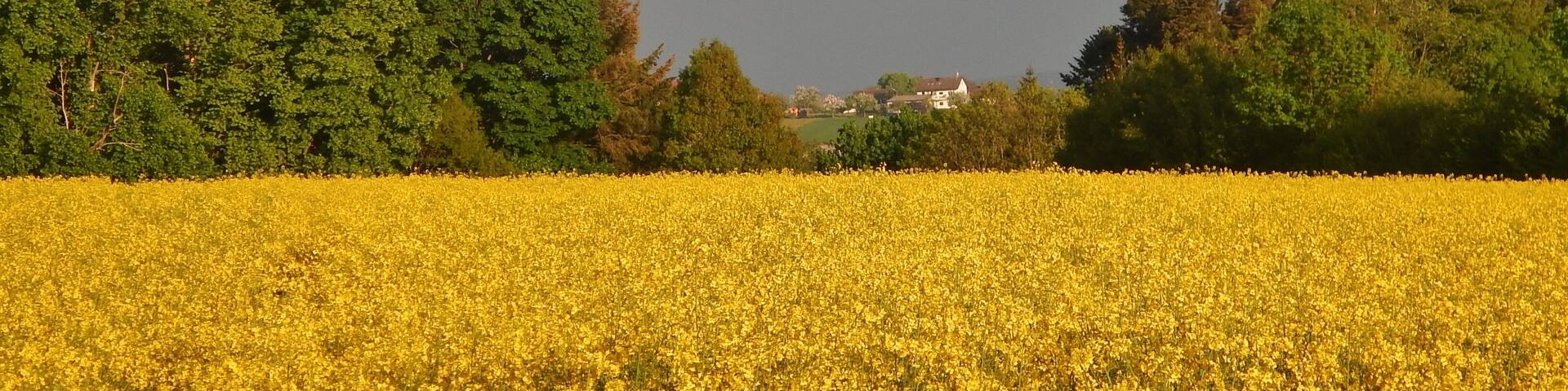 Rapsfeld bei Schmieh und Blick nach Neubulach?
