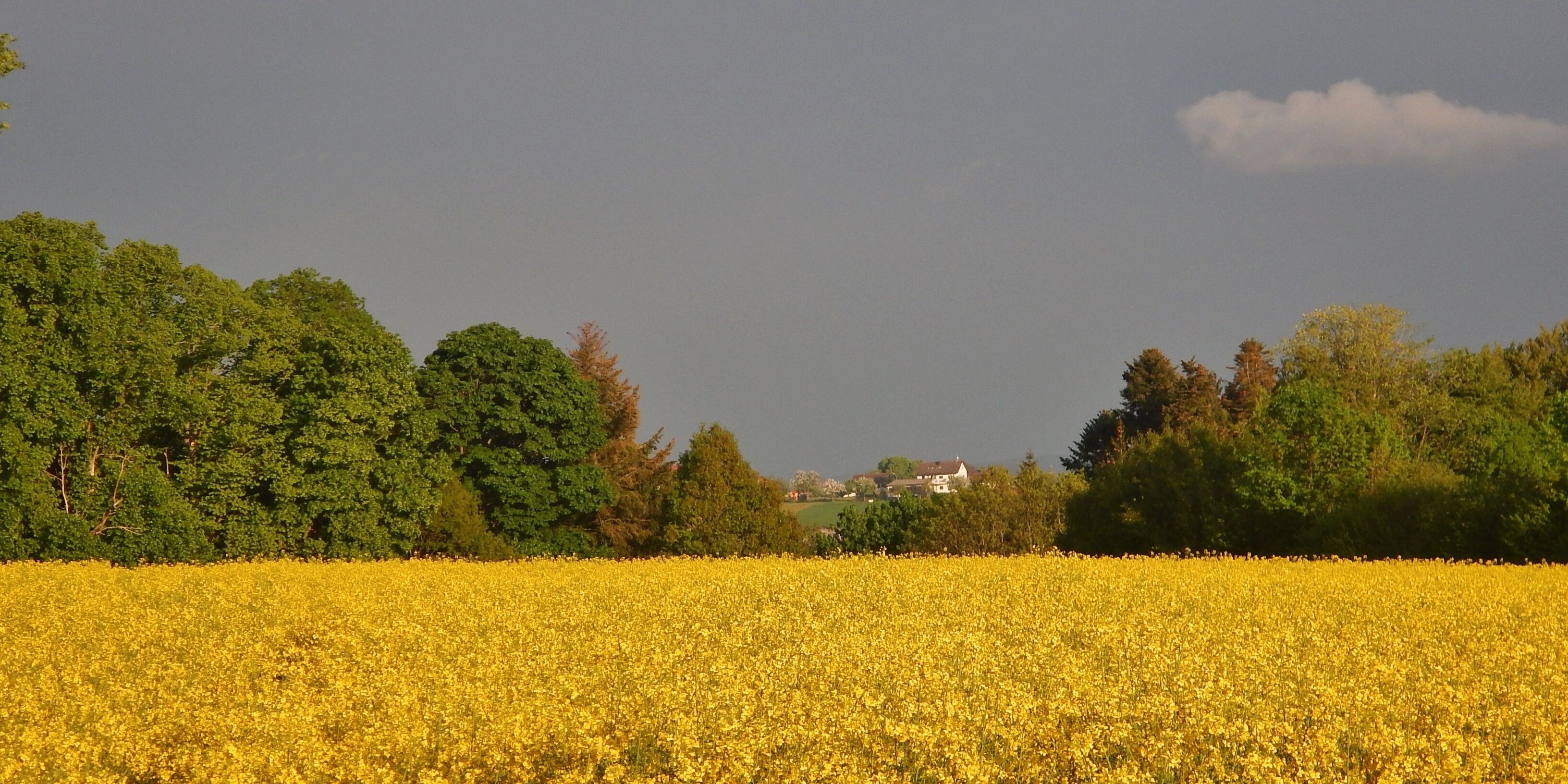 A field of yellow flowers with a backdrop of green trees and a distant house.