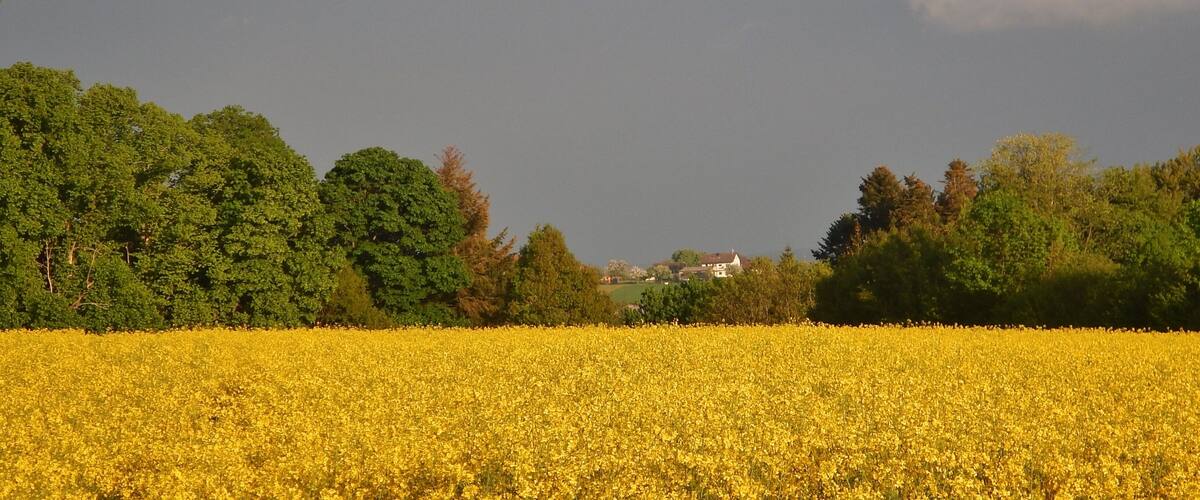 A field of yellow flowers with a backdrop of green trees and a distant house.