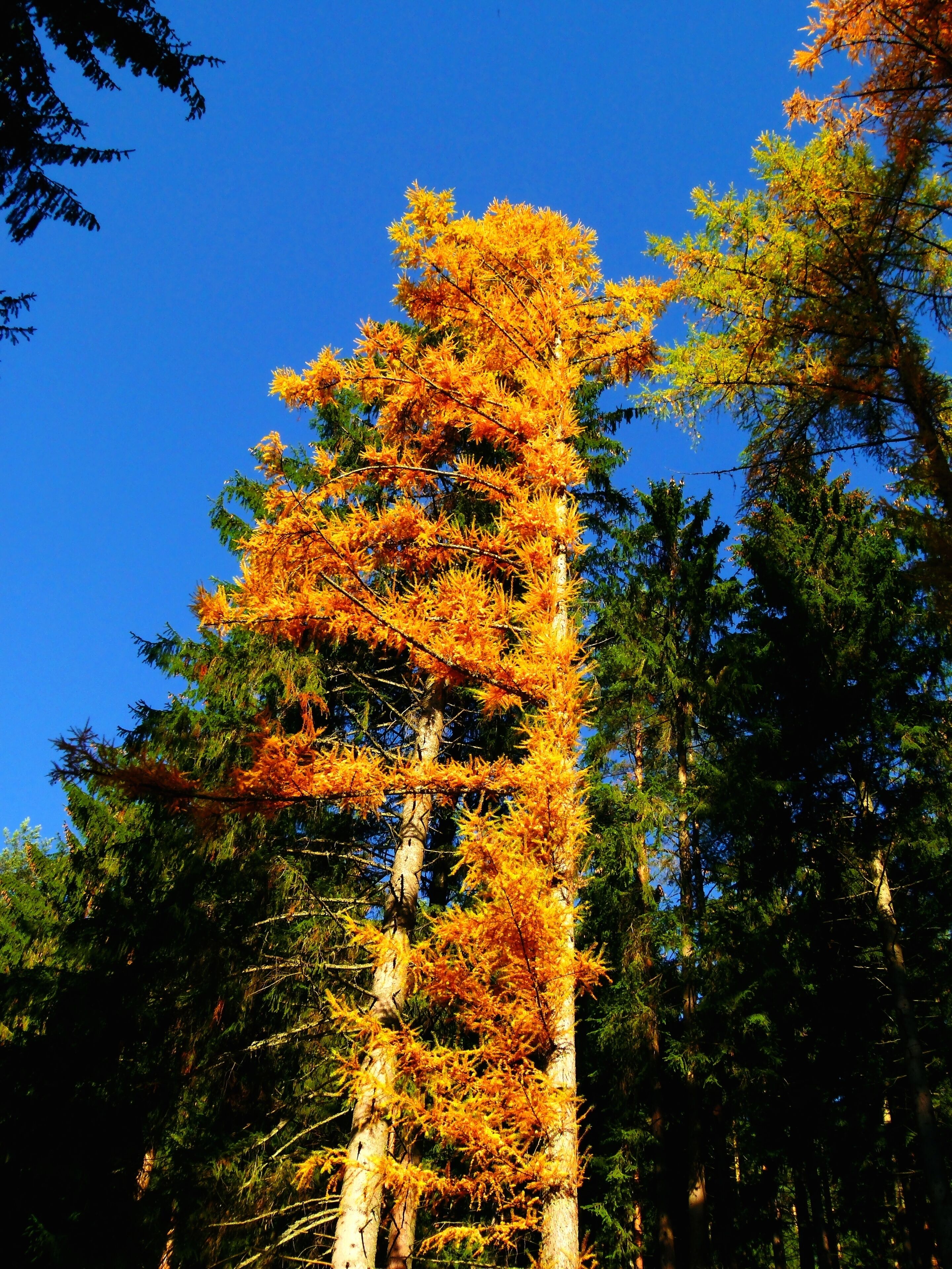 Larch Tree