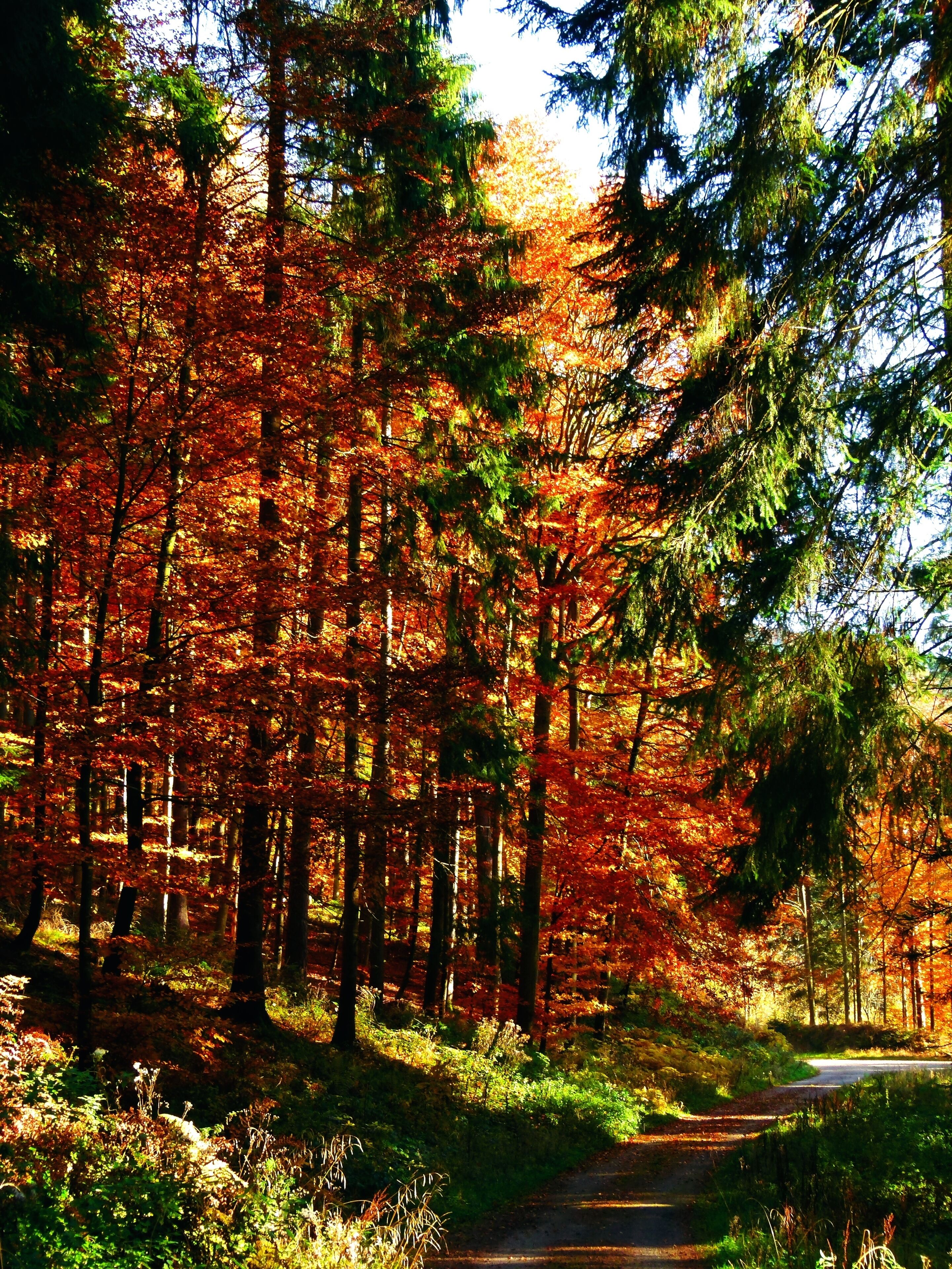 The Walk Is For Your Eyes