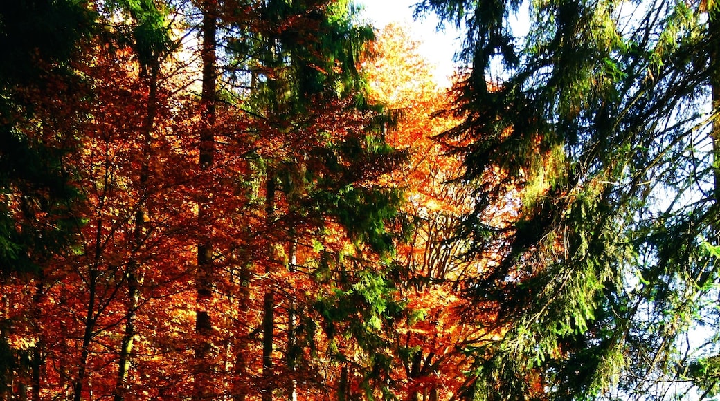 The Walk Is For Your Eyes