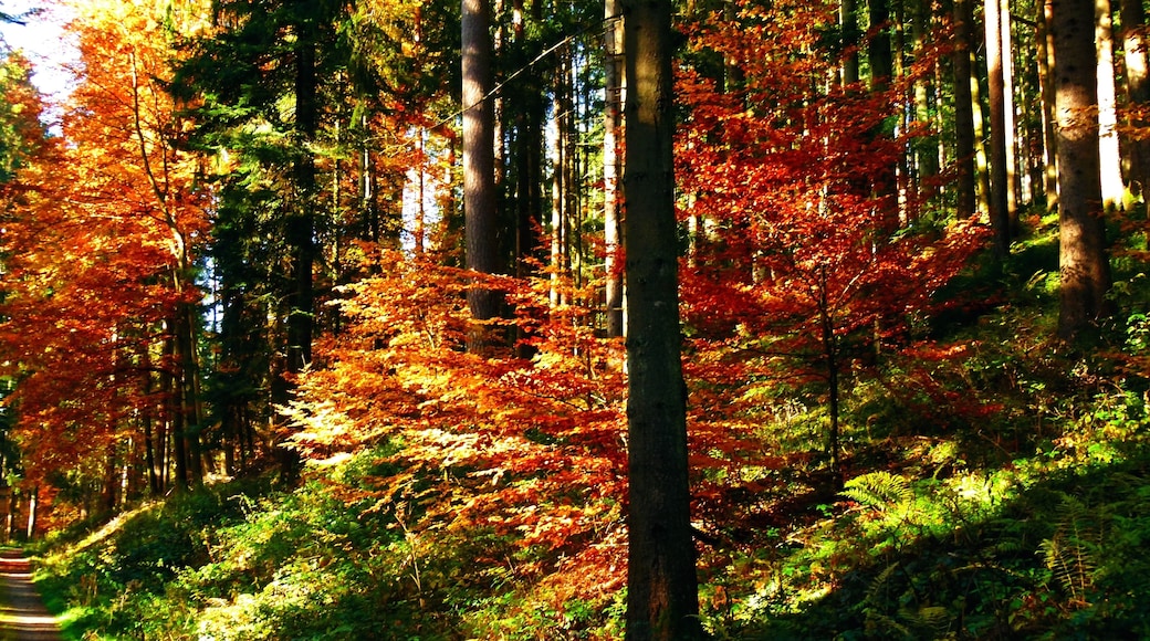 The Valley Of The River Murg