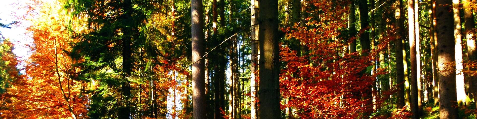 The Valley Of The River Murg