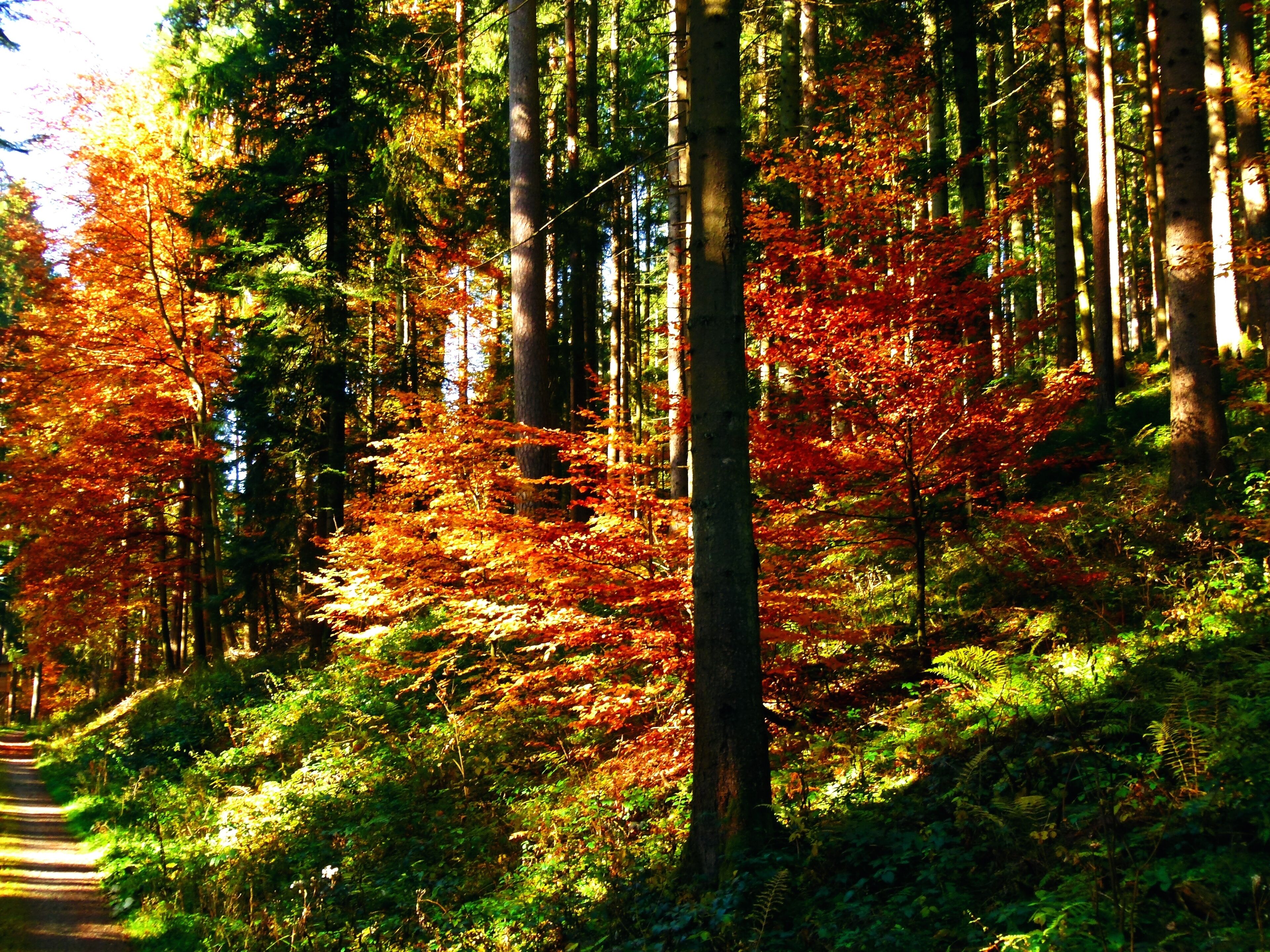 A forest with tall trees and a path.