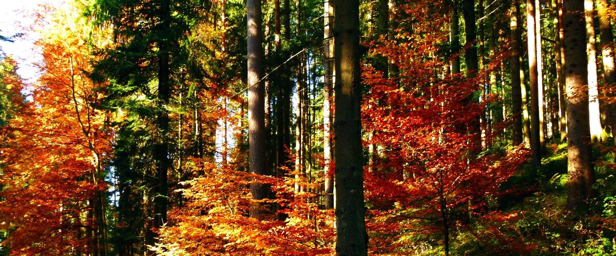 A forest with tall trees and a path.