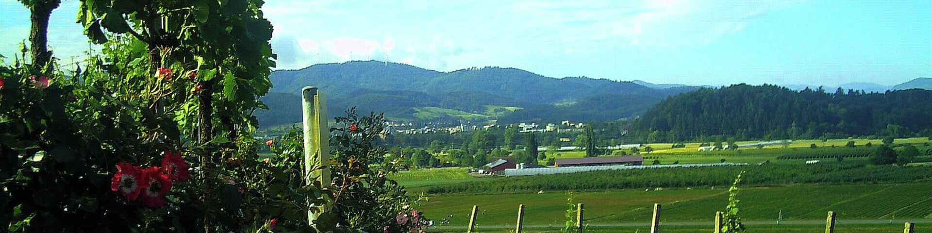June Mysterious Light Vines & Roses Black Forest - Master Landscape Rhine Valley Photography 2013 Migrant, here are divine Athena in weapon