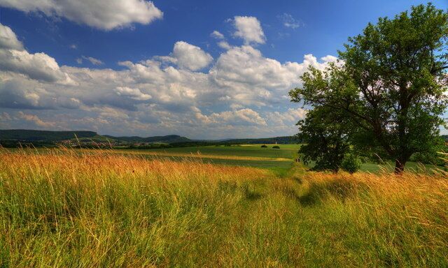 Sommergras bei Winzerhausen (Walk in the grass near Winzerhausen)