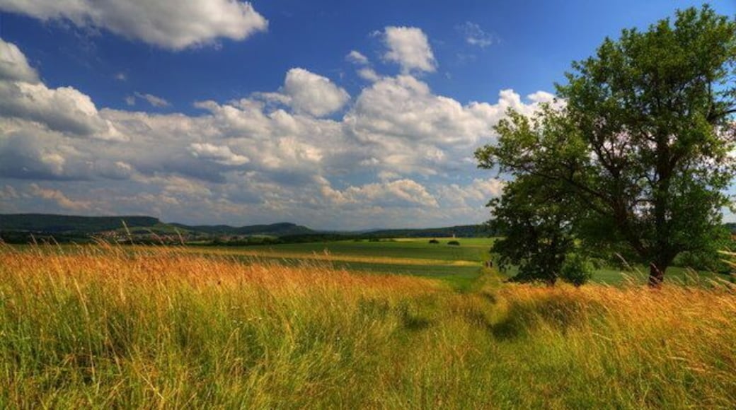 Sommergras bei Winzerhausen (Walk in the grass near Winzerhausen)