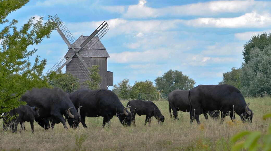 vor der historischen Bockmühle am Mühlensee bei Vehlefanz in Brandenburg