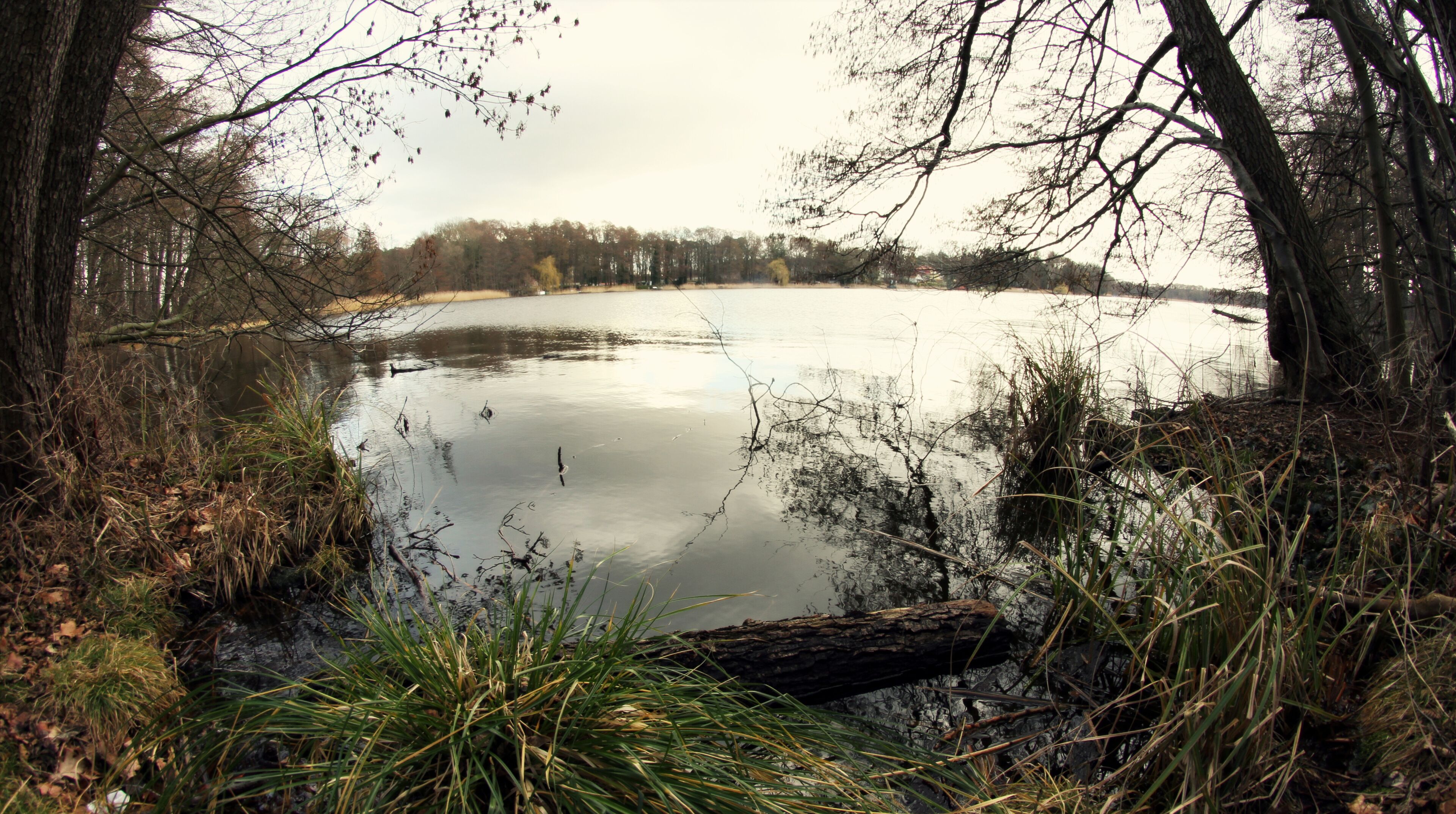 A calm lake surrounded by trees and vegetation.