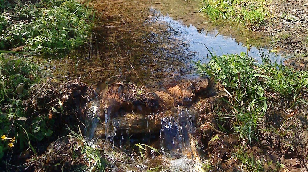Das Quellgebiet des Flörsbaches (viele kleine Quellen von links) in Flörsbachtal