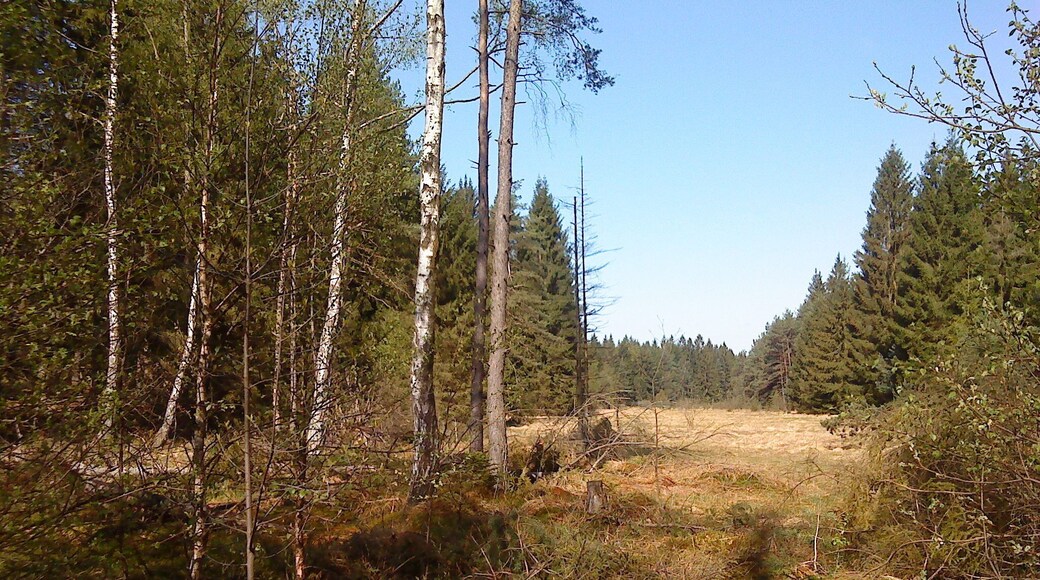 Das Naturschutzgebiet Wiesbüttmoor zwischen Wiesen und Flörsbachtal in Hessen