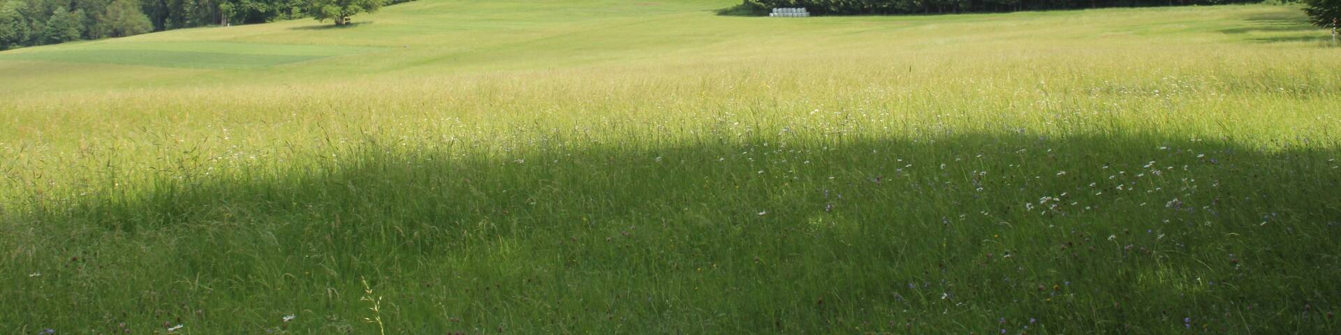 Der Gipfel des Hirschberges