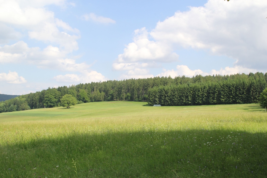 Un campo cubierto de hierba con un bosque al fondo y un cielo despejado.