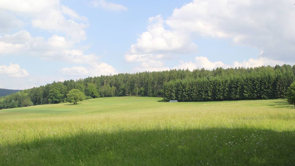 A grassy field with a forest in the background and a clear sky.