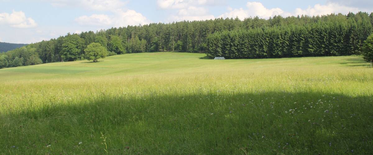 A grassy field with a forest in the background and a clear sky.